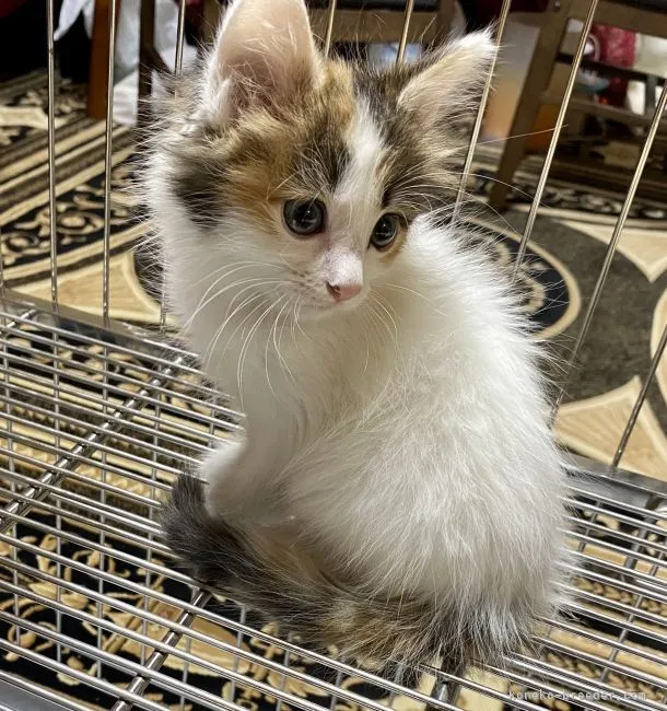 ID:2105-00998の子猫