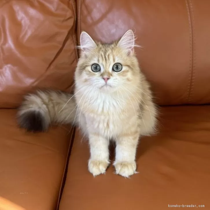 ID:2408-01691の子猫