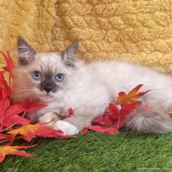 ID:2410-02447の子猫