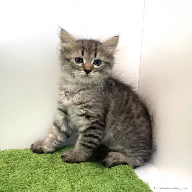 ID:2411-00325の子猫