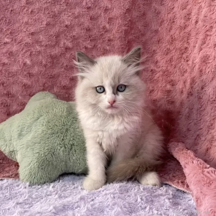 ID:2402-01276の子猫
