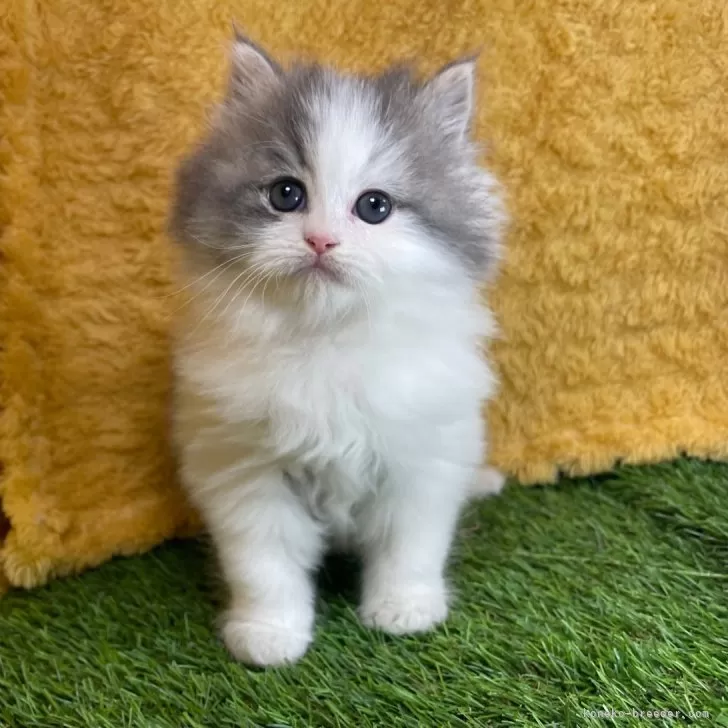 ID:2501-00629の子猫
