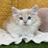 ノルウェージャンフォレストキャット
