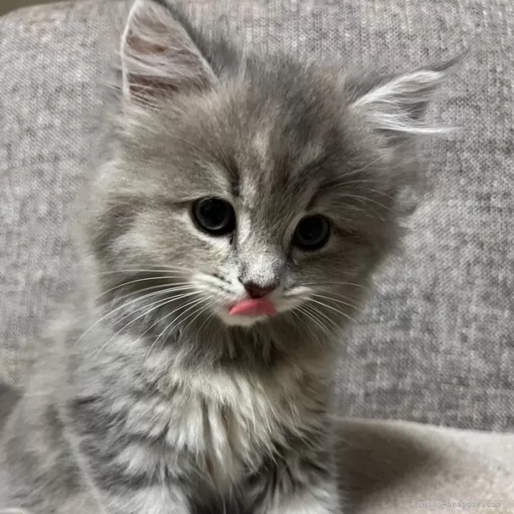 ID:2409-01170の子猫