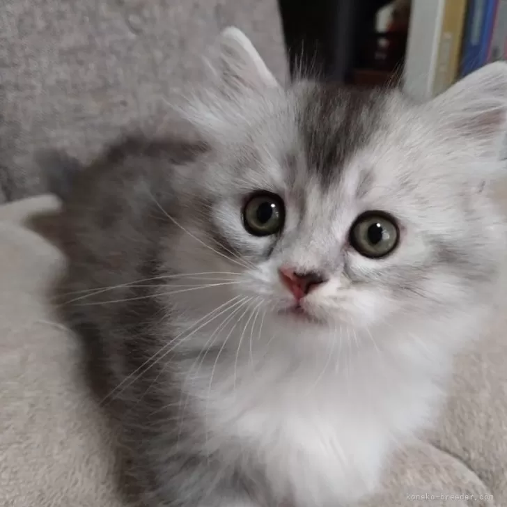 A.M 様のお迎えした子猫