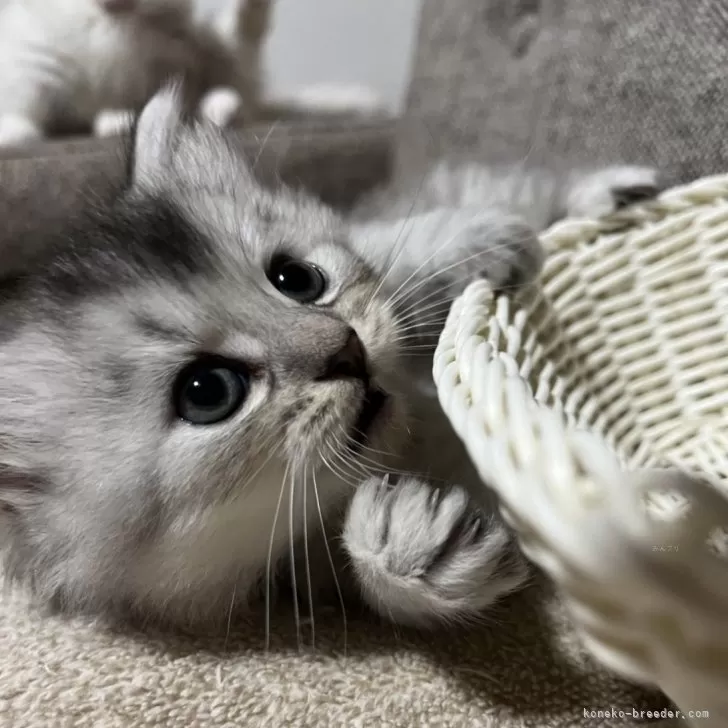ID:2411-02021の子猫