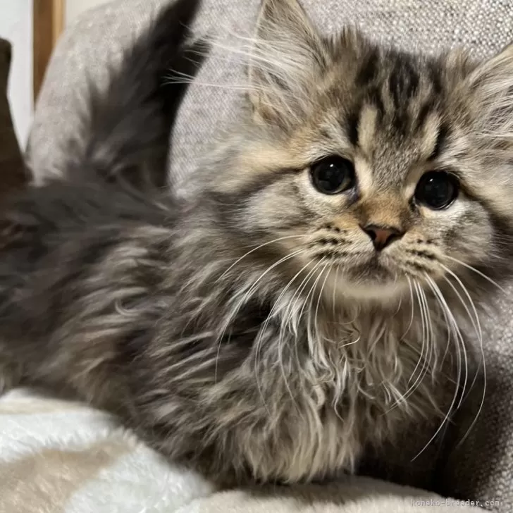 ID:2501-01900の子猫