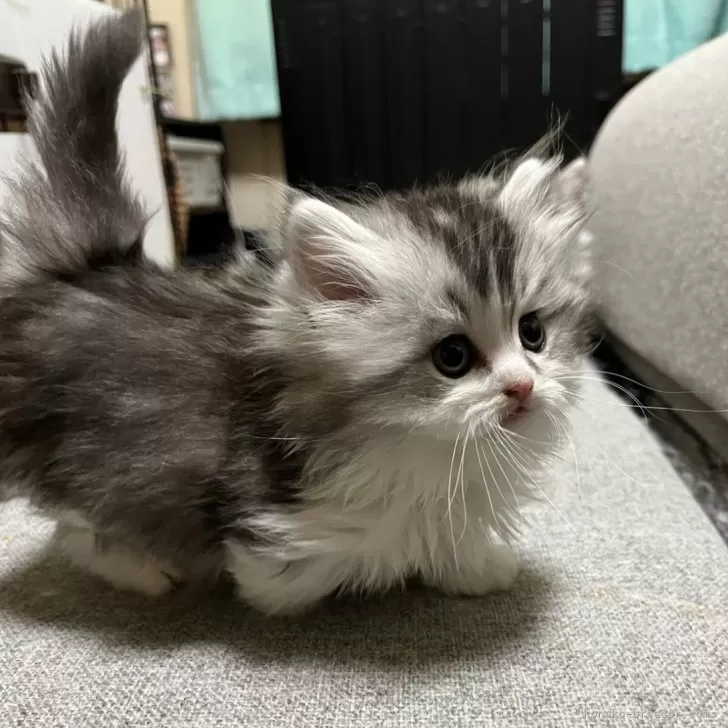 ID:2501-01609の子猫