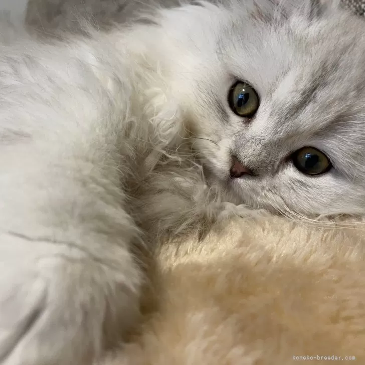 ID:2412-01893の子猫