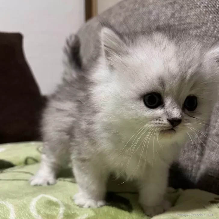 ID:2412-01894の子猫