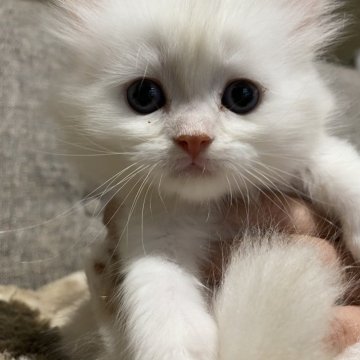 ミヌエット(長足)【栃木県・男の子・2025年3月3日・クリームタビー】の写真「とても穏やかで控えめな子です」