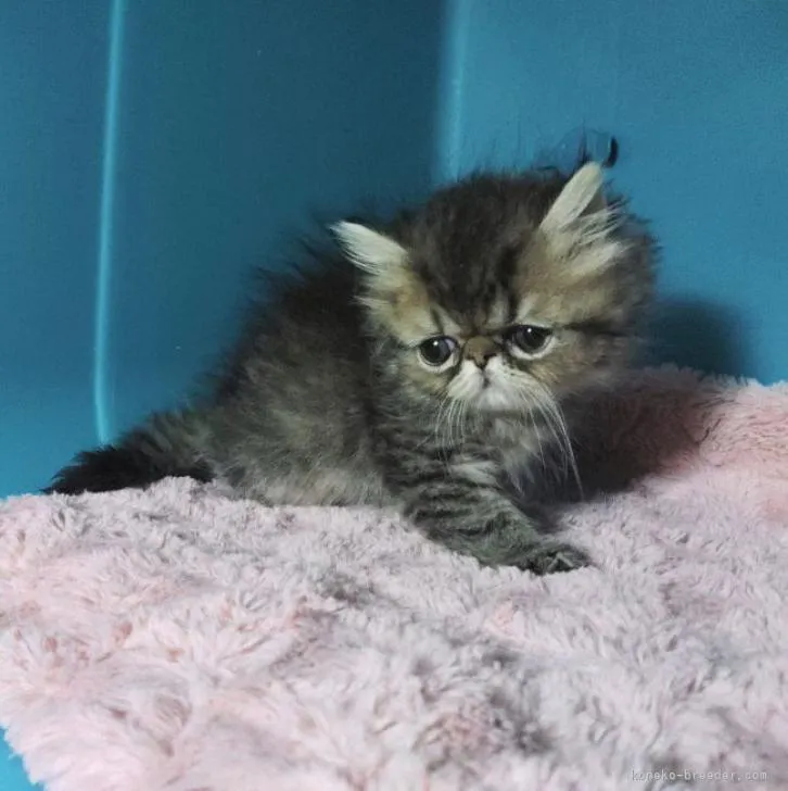 ID:2207-01208の子猫