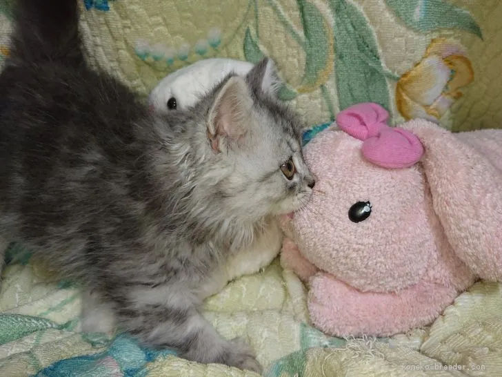 ID:1910-01367の子猫