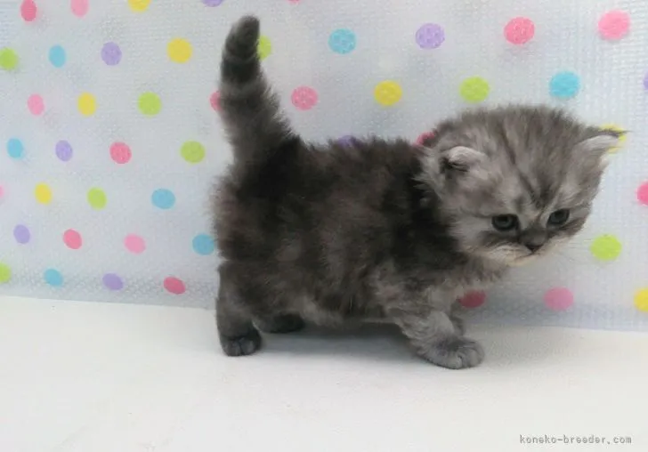 ID:2108-02173の子猫
