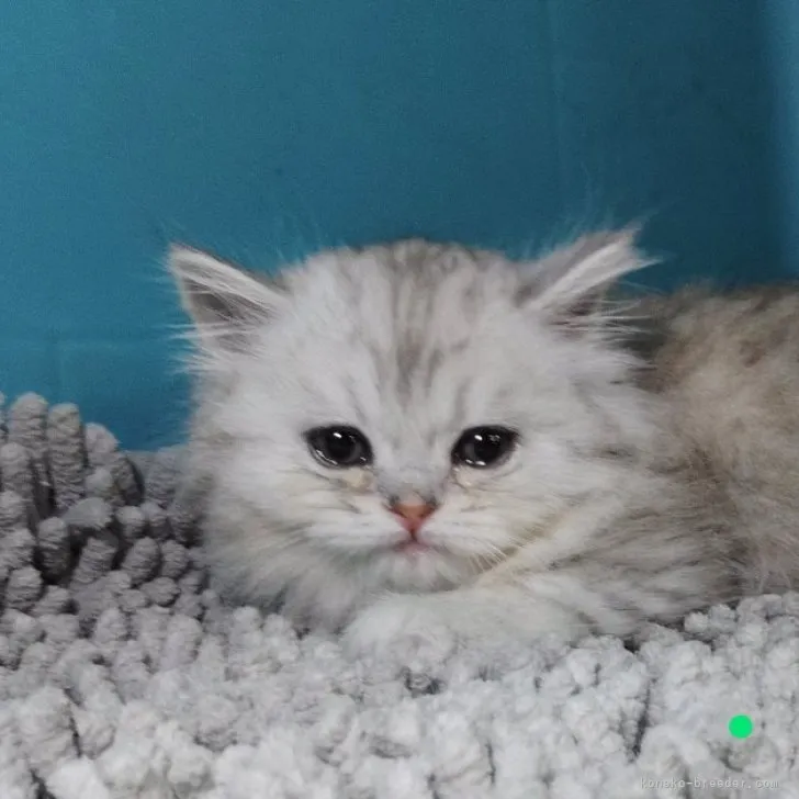 ID:2305-01379の子猫