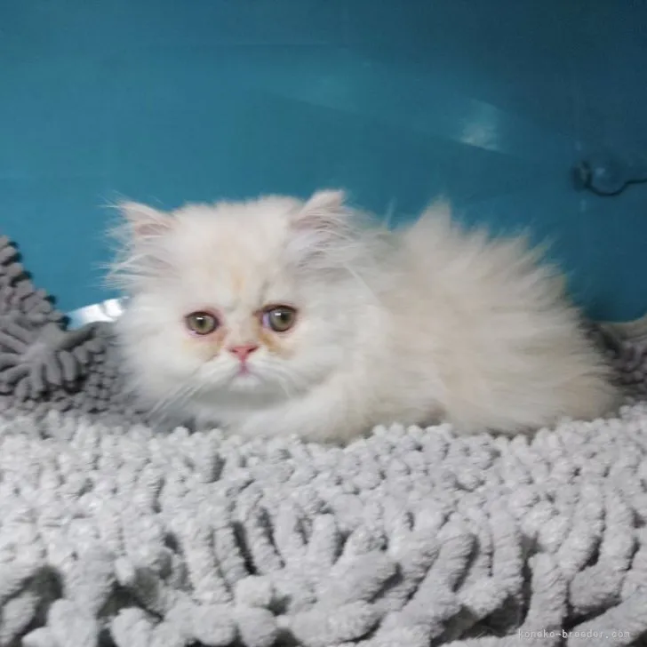 ID:2305-00120の子猫