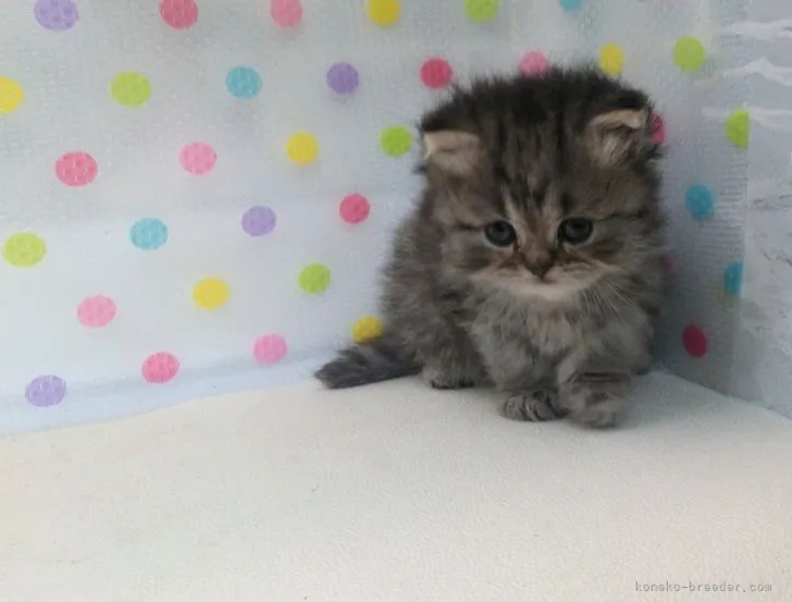 ID:2109-01215の子猫