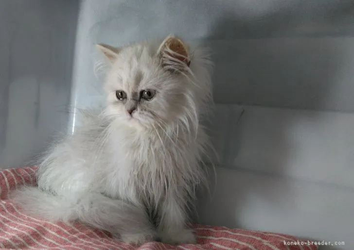ID:2107-02056の子猫