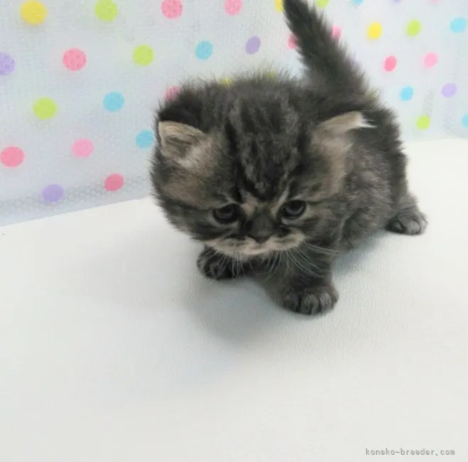 ID:2108-01402の子猫