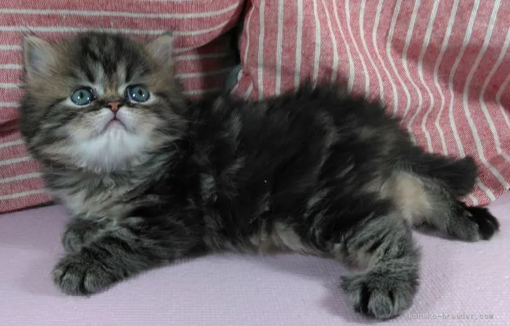 ID:2008-02132の子猫