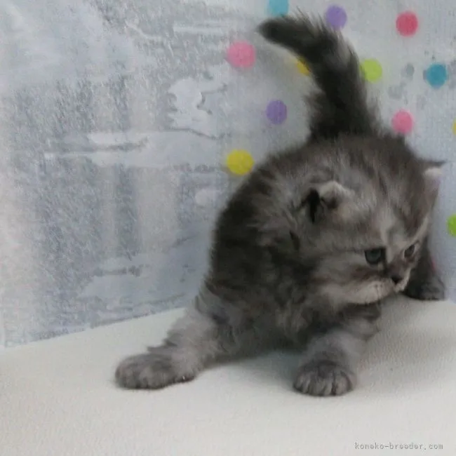 ID:2108-01400の子猫