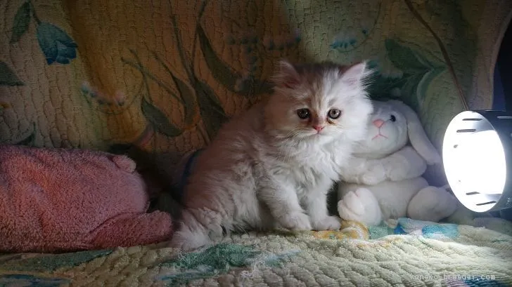 ID:1910-01835の子猫