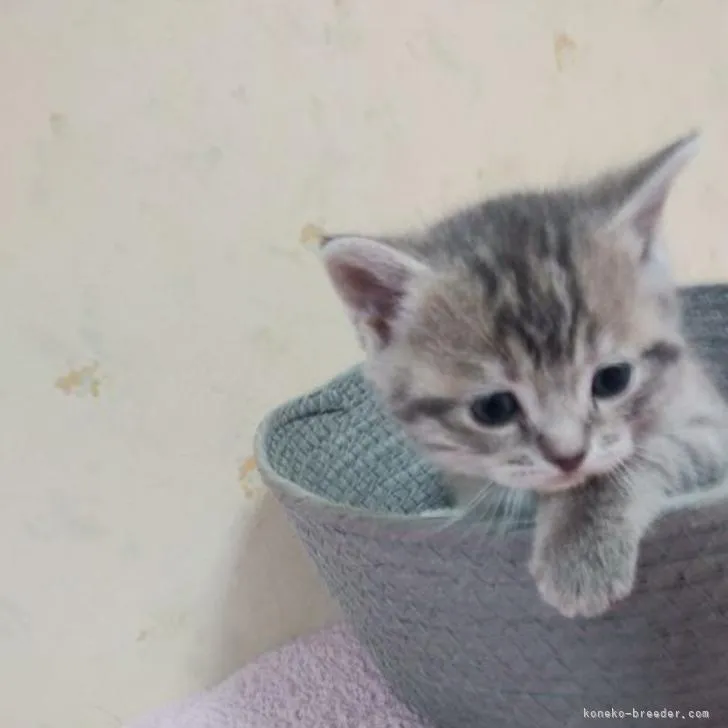 ID:2212-02323の子猫