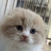 スコティッシュフォールド