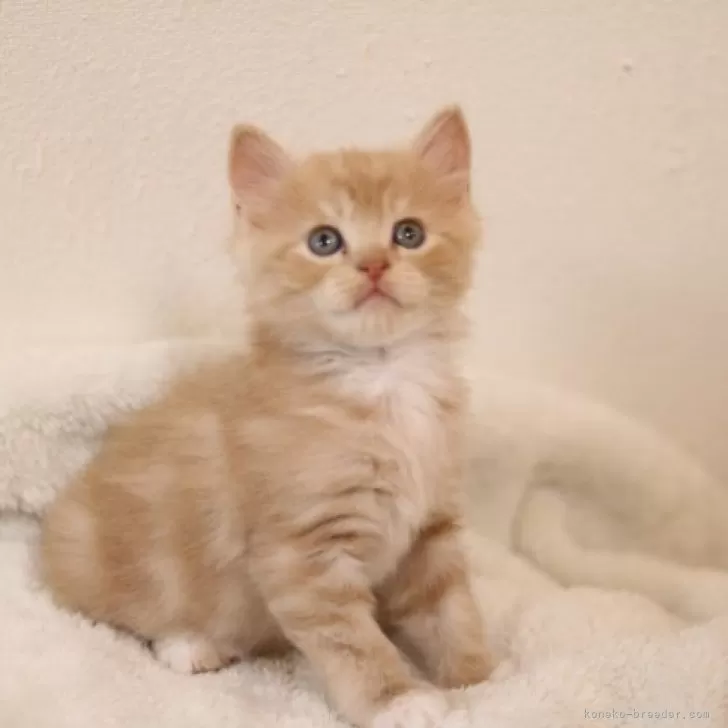 ID:2312-01508の子猫