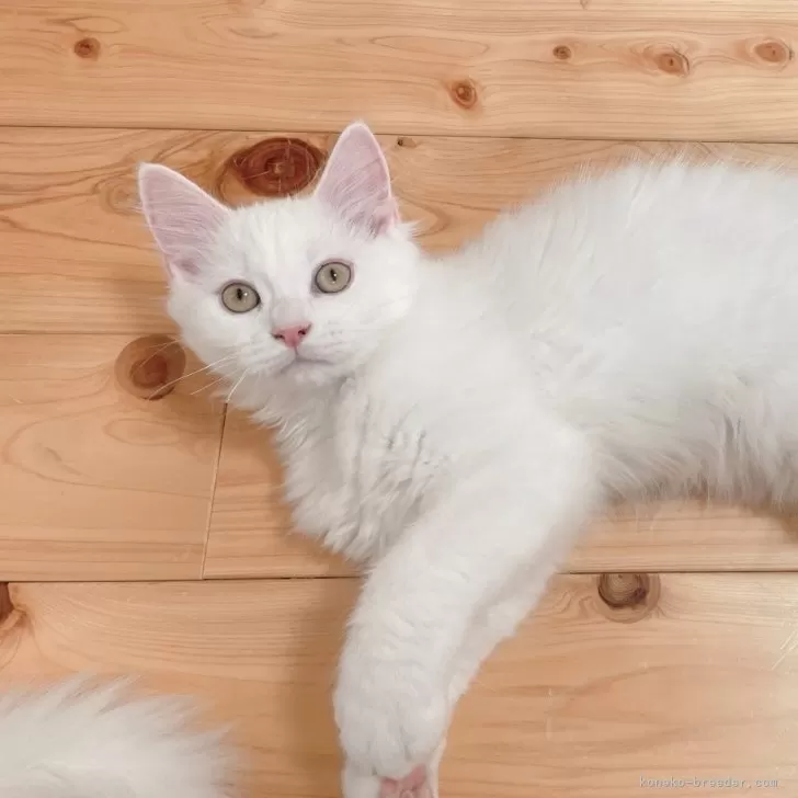 ID:2402-00376の子猫