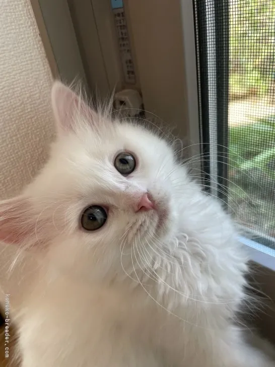 ID:2108-02637の子猫