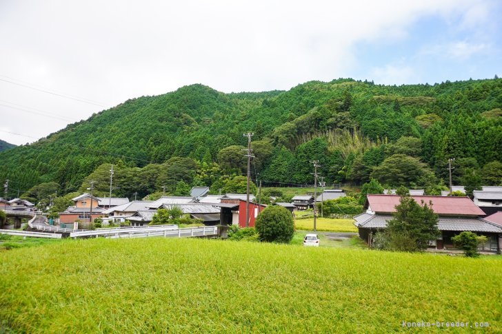 大橋　則男(おおはし　のりお)ブリーダー(三重県・アメリカンショートヘア・JCU登録)の紹介写真4