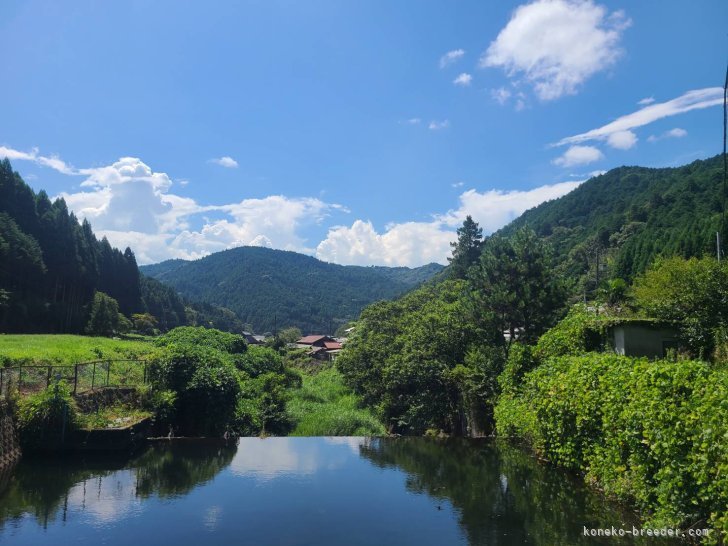 自然たくさんの環境です！｜大橋　則男(おおはし　のりお)ブリーダー(三重県・アメリカンショートヘア・JCU登録)の紹介写真6