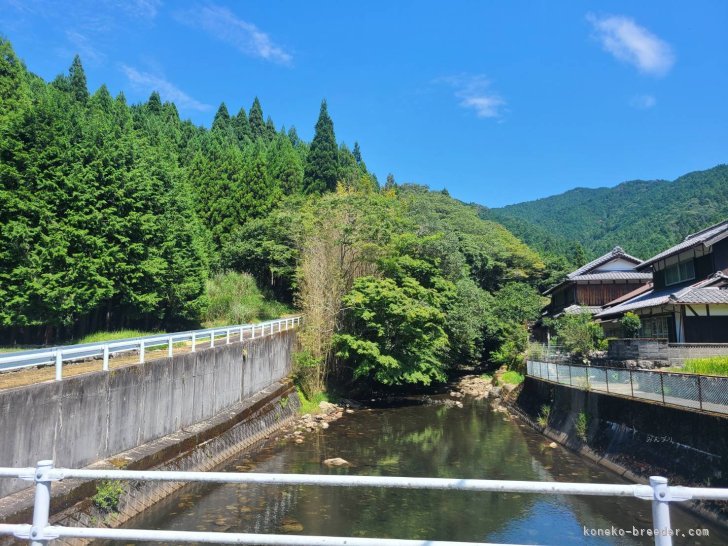 大橋　則男(おおはし　のりお)ブリーダー(三重県・アメリカンショートヘア・JCU登録)の紹介写真7