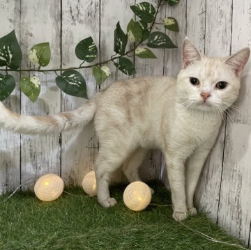 カメオ系のアメリカンショートヘアの子猫を探す｜ブリーダー直販の子猫