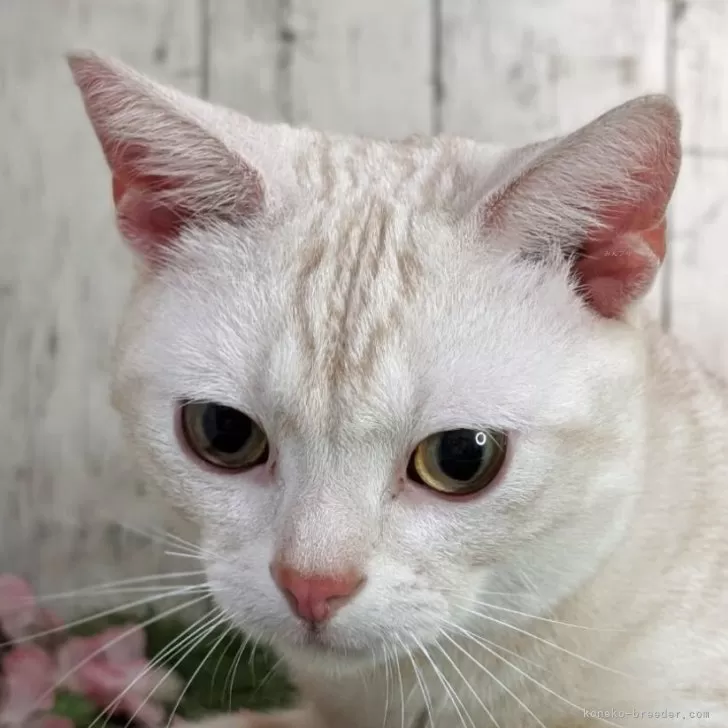 ID:2405-01176の子猫
