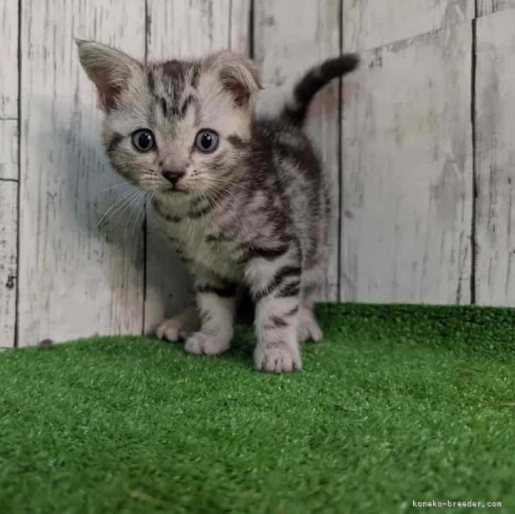 Ｉです 様のお迎えした子猫