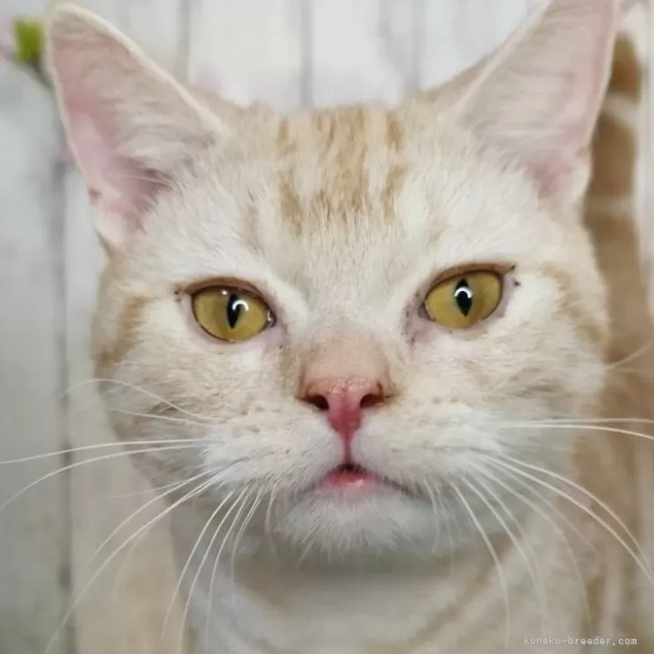 ID:2408-02303の子猫