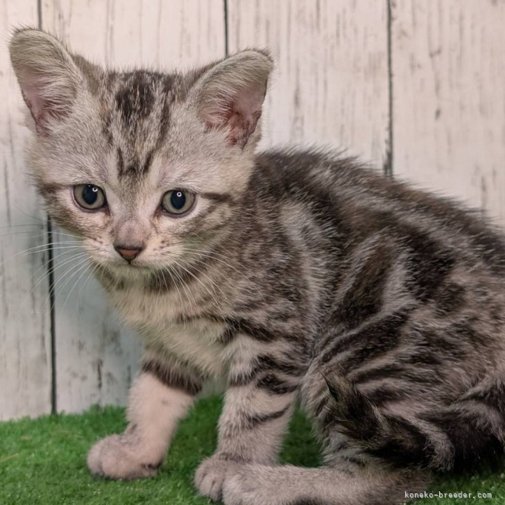 Ｉです 様のお迎えした子猫