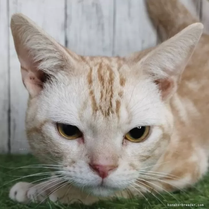 ID:2405-01180の子猫
