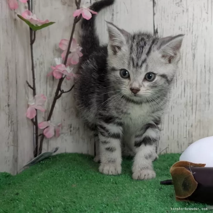 ID:2502-01341の子猫