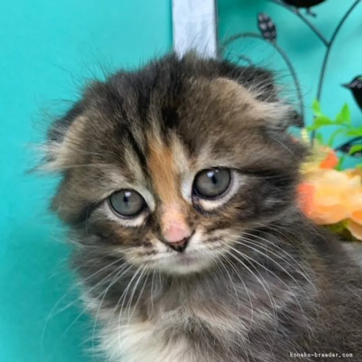 ルナ 様のお迎えした子猫