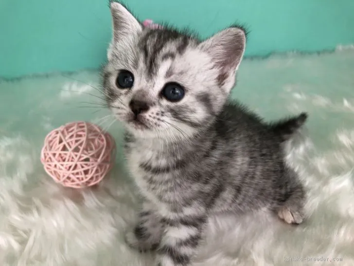 ID:2002-01453の子猫