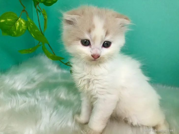HERO 様のお迎えした子猫