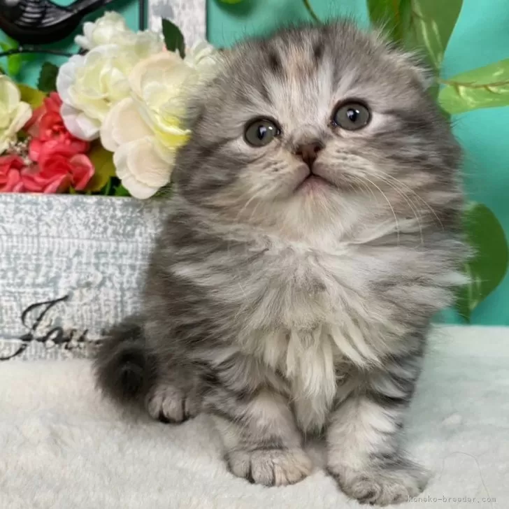 ID:2403-02337の子猫