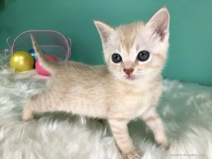 ID:2002-00910の子猫