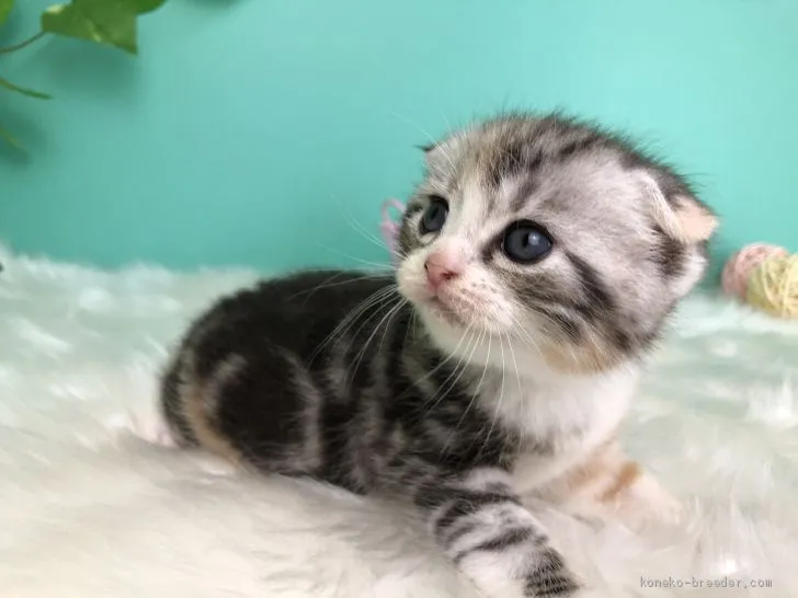 ID:2007-01072の子猫