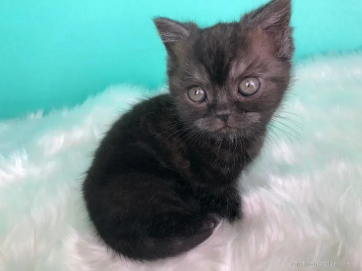 ID:2101-00010の子猫