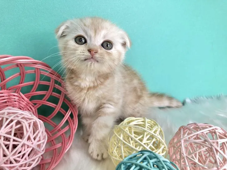 ID:2002-01154の子猫