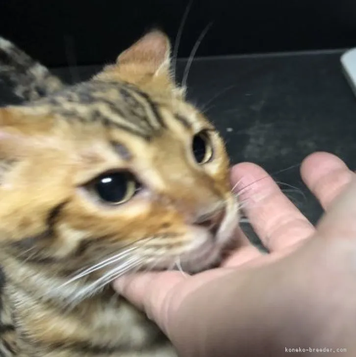 ID:2307-00558の子猫